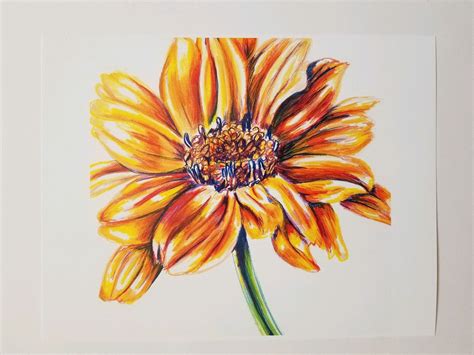 Flowers Drawing With Color Pencil | Best Flower Site