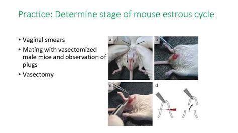 Four Stages Of Estrous In C Bl J Mice The Four Stages Of Estrous Are