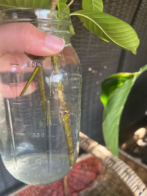 Gardenia Water Propagation Help R Proplifters