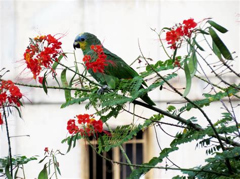 Free Images Branch Flower Red Botany Fauna Vertebrate Parrot