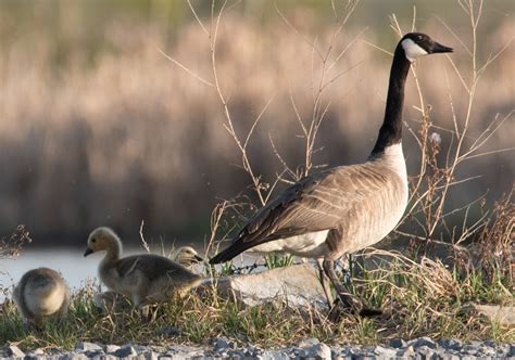 Wetland birds on Behance