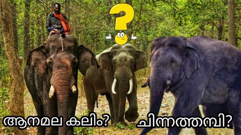 Wild Elephant Enters An Indian Village See The Chinna Thambi Indian