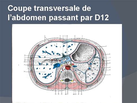 LA CAVITE ABDOMINALE ET SES PAROIS PLAN DU