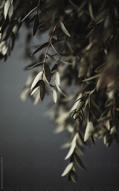 "Dried Eucalyptus Leaves On A Branch" by Stocksy Contributor "Dobránska Renáta" - Stocksy