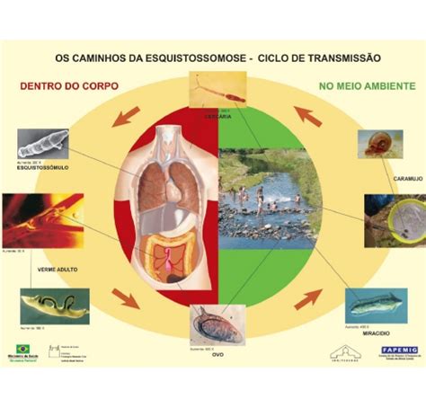 Pesquisadores Prop Em Mudan As No Enfrentamento Da Esquistossomose