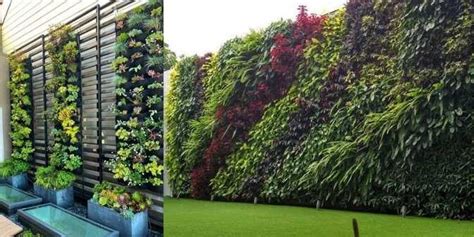 Jenis Tanaman Vertical Garden Yang Bisa Bikin Rumah Jadi Estetik