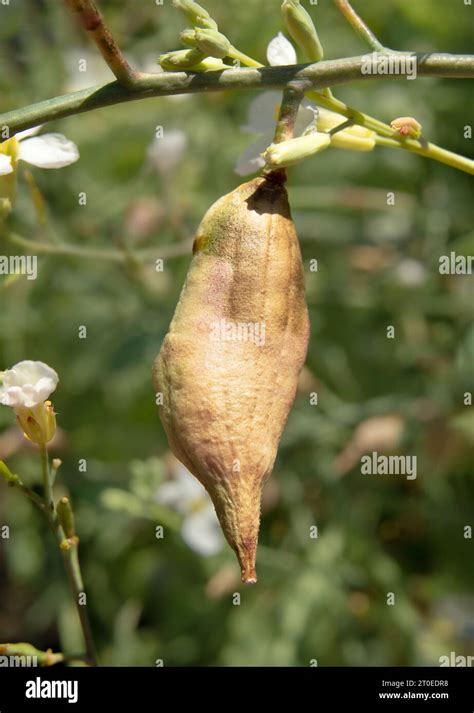 Brown Radish Seed Pod On Branch Or Twig Almost Ready To Pop Open Close