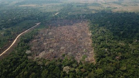 Amazônia perdeu 2 3 milhões de hectares em 2020 ISTOÉ DINHEIRO