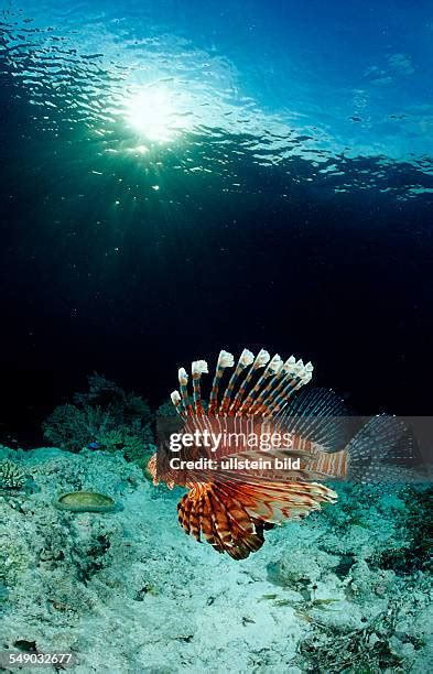 Indian Lionfish Photos And Premium High Res Pictures Getty Images