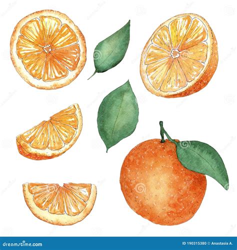 Hand Drawn Watercolor Oranges Set Stock Photo - Image of hand, cards ...