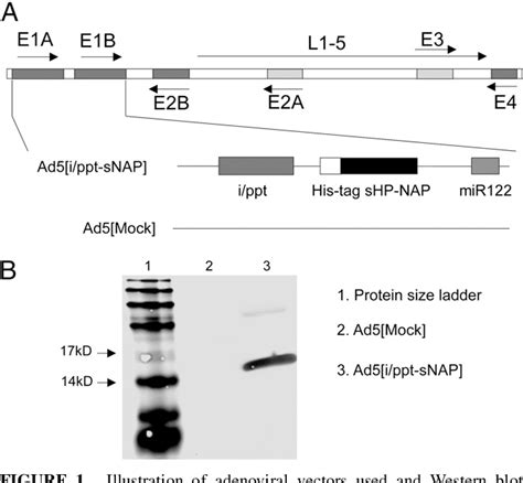 Figure 1 From Vector Encoded Helicobacter Pylori Neutrophil Activating