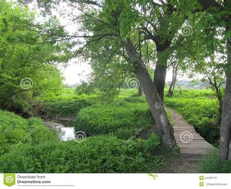 Bridge Over A Stream Stock Photo Image Of Nature Smell 54439770