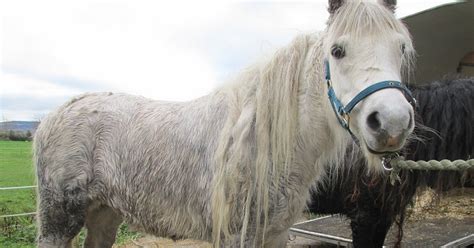 Ponies With Severely Overgrown Hooves Rescued By Ispca After Suffering