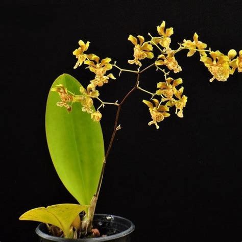 Oncidium Divaricatum Giulio Celandroni Orchidee