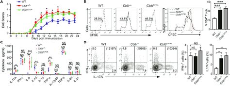 Loss Or Inactivation Of Cbl B In Mice Leads To The Development Of Download Scientific Diagram