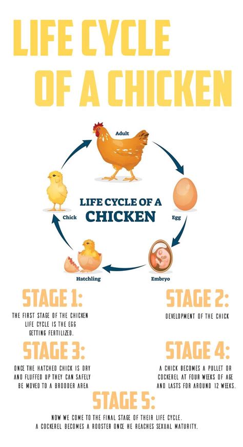 The Complete Life Cycle Of A Chicken 2023 Chicken Life Cycle Life