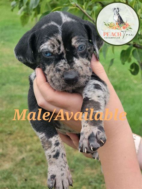 Nalc Registered Litter Peach Tree Catahoulas