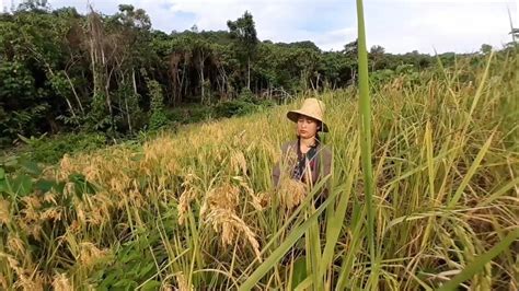 Musim Panen Padi Dayak Pedalaman Kalteng Youtube