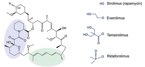 Rapamycin And Its Analogs Share A Macrolide Structure But Differ By The