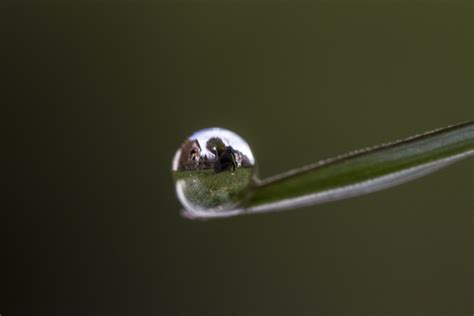 Fotos gratis agua rama soltar Rocío fotografía hoja flor