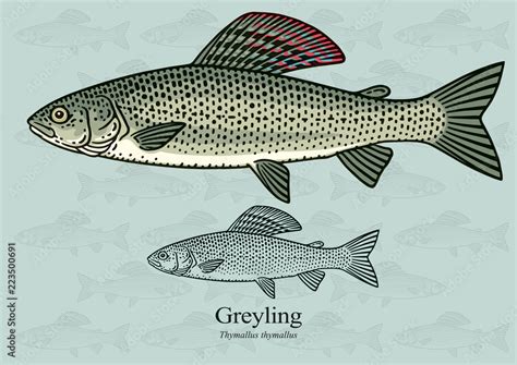 Greyling. Vector illustration with refined details and optimized stroke ...