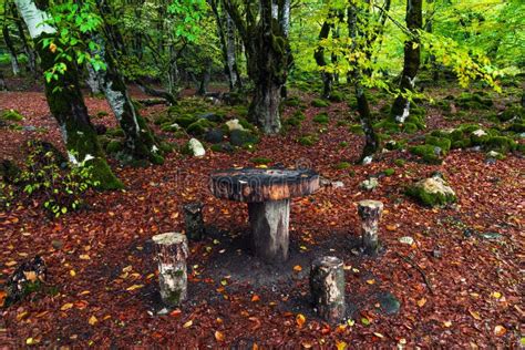 Picnic spot in the forest stock photo. Image of table - 231336386