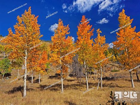 American Aspen Quaking Aspen Trembling Aspen Populus Tremuloides