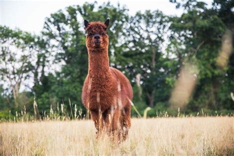 Family Farm in Hampshire | Mucky Bucket Farm