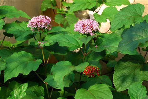 Clerodendrum bungei