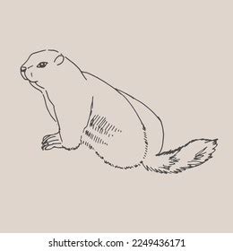 Groundhog Hand Drawn Illustration Realistic Sketch Stock Vector ...