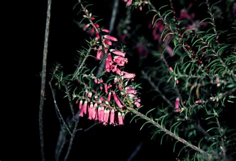 Epacris Impressa Common Heath Grampians Heath Common He Flickr