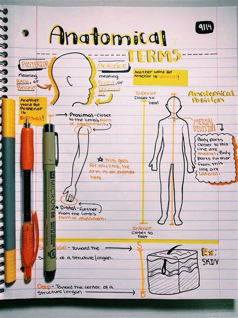 Anatomy And Physiology Printable Notes