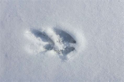 Possum Footprints In Snow