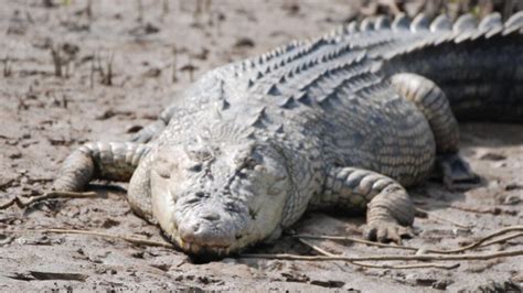 Bharatpur Wildlife Sanctuary Forest Jungle Safari Chandaka