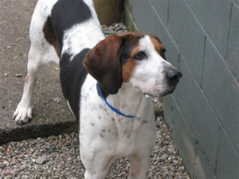 Treeing Walker Coonhound Rescue – Adopt Today