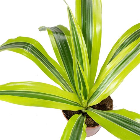 Dracaena Fragrans Lemon Lime Purify Your Air Hortology