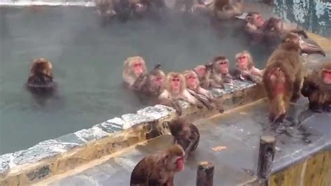 Monkey Enjoy Hot Spring In Japan YouTube