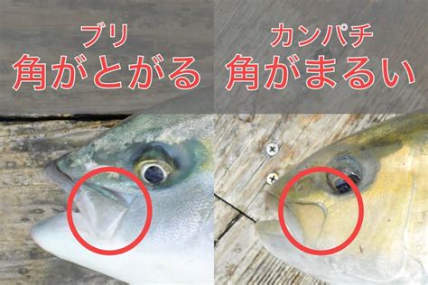 【似ている魚】ブリとカンパチの違いを解説│ルアマガプラス