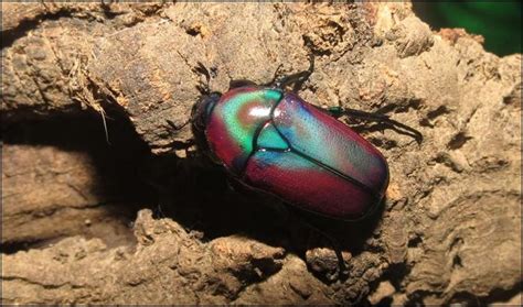 Purple Jewel Beetle - Jonathan's Jungle Roadshow