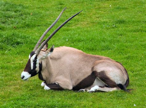 Free Oryx Stock Photo - FreeImages.com