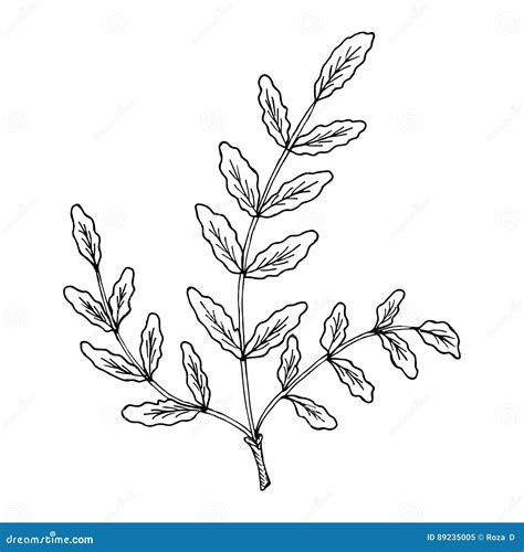 Boswellia Tree Flowers. Fankincense Tree Vector Illustration ...