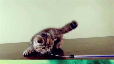 Sienna Brown Patch Tabby Exotic Shorthair Kitten Playing