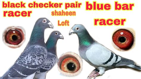 Racer Pigeon Loft Racing Pigeon 2023 Kalapati Shaheenloft