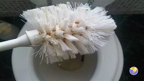 Comment Assainir Et D Sinfecter Une Brosse Des Toilettes