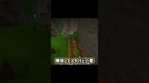 【minecraft】小麦爆発事件 Shorts マイクラ モブ ゲーム実況 マインクラフト Minecraft 初心者 洞窟