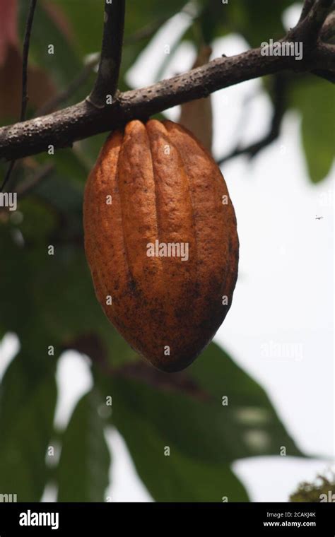 Ripe Cacao Fruit Brown Cocoa Pods Grow On The Tree The Cocoa Tree