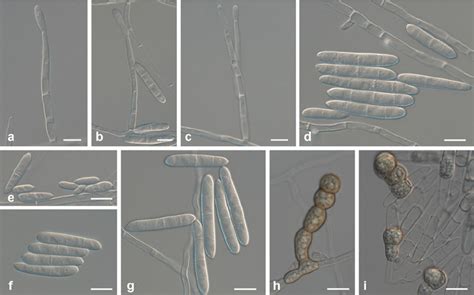 Ilyonectria Crassa Cbs 129083 A C Simple Conidiophores On Aerial