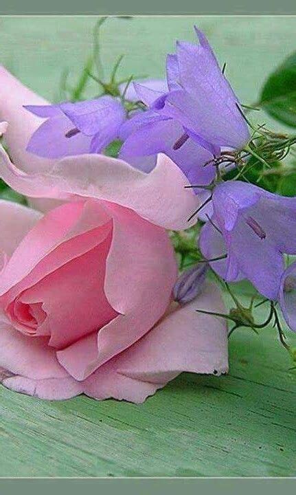 Two Pink And Purple Roses Sitting Next To Each Other On A Wooden Table