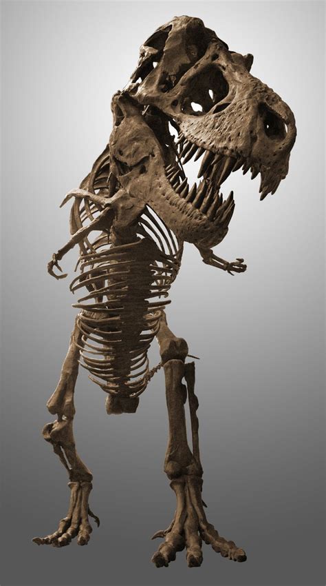 Tyrannosaurus rex. © Mark Ryan | Prehistoric animals, Animal skeletons, Ancient animals