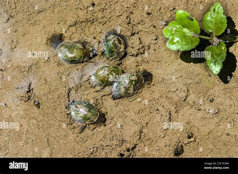 Lymnaea Stagnalis Better Known As The Great Pond Snail Is A Species